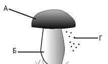 Особенности строения шляпочного гриба Шляпочные грибы многоклеточные